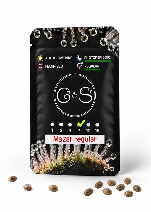 Семена конопли  Mazar regular Ganja Seeds