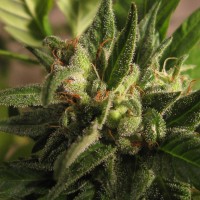 Black Domina x M8 feminised Ganja Seeds
