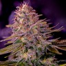 Семена каннабиса  Black Domina x M8 feminised Ganja Seeds