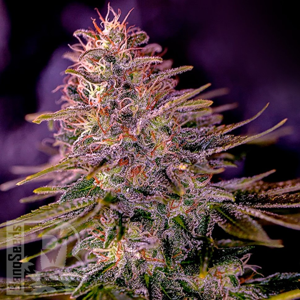 Семена каннабиса  Black Domina x M8 feminised Ganja Seeds