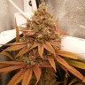 Семена каннабиса  Black Domina x M8 feminised Ganja Seeds