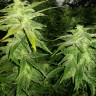 Семена  White Widow x Great White Shark feminised Ganja Seeds
