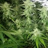 Семена  White Widow x Great White Shark feminised Ganja Seeds