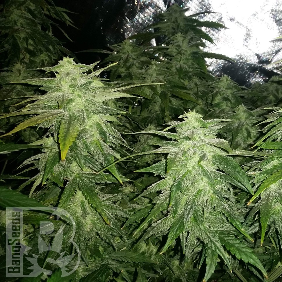 Семена  White Widow x Great White Shark feminised Ganja Seeds