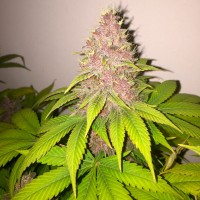 Black Russian feminised Ganja Seeds