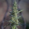 Семена каннабиса  White Widow x Jack Herer feminised Ganja Seeds
