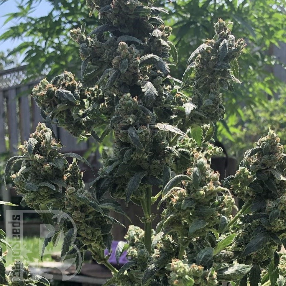 Семена марихуаны  Opium feminised Ganja Seeds