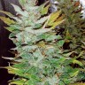 Семена марихуаны  Opium feminised Ganja Seeds