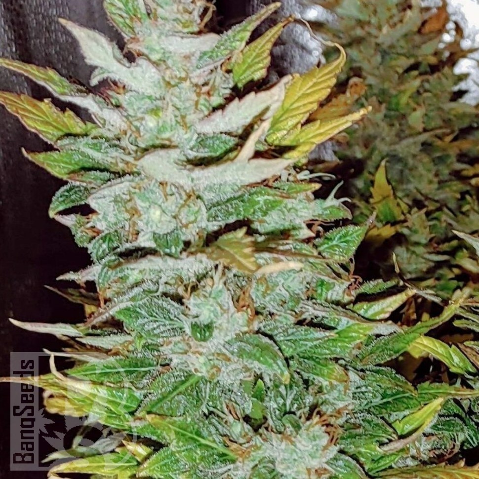 Семена марихуаны  Opium feminised Ganja Seeds