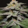 Семена  Blue Diesel feminised Ganja Seeds