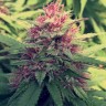 Семена  Blue Diesel feminised Ganja Seeds