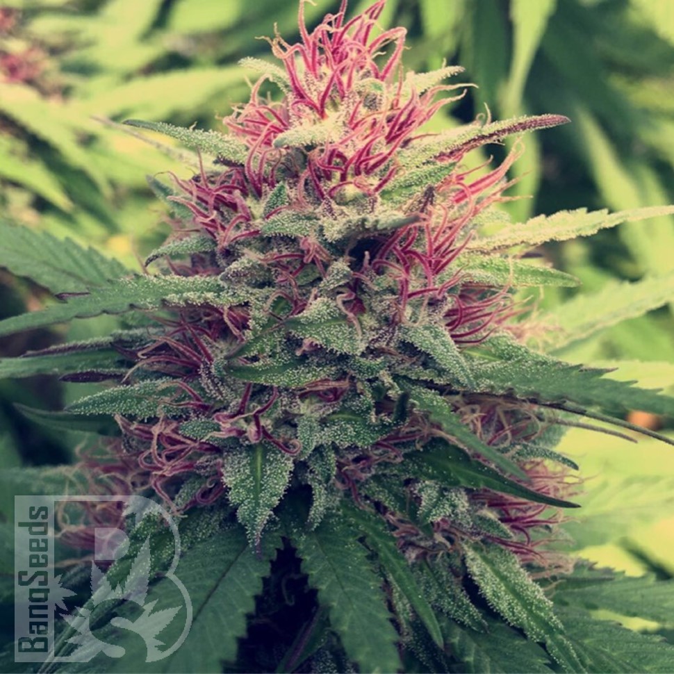 Семена  Blue Diesel feminised Ganja Seeds
