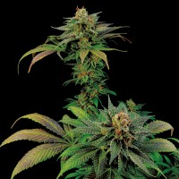 White Widow x Somango feminised Ganja Seeds