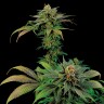 Семена каннабиса  White Widow x Somango feminised Ganja Seeds