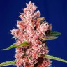 Tropicanna Poison feminised feminised Ganja Seeds Fast Version