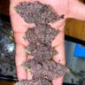 Tropicanna Poison feminised GanjaSeeds Fast Version заказать
