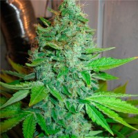 G13 Haze feminised Ganja Seeds