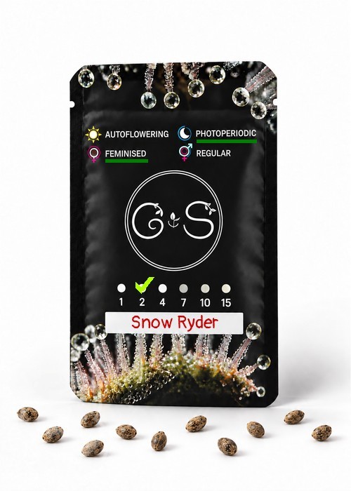 Семена ганжа  Snow Ryder feminised Ganja Seeds