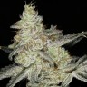 Семена ганжа  Snow Ryder feminised Ganja Seeds