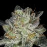 Семена ганжа  Snow Ryder feminised Ganja Seeds