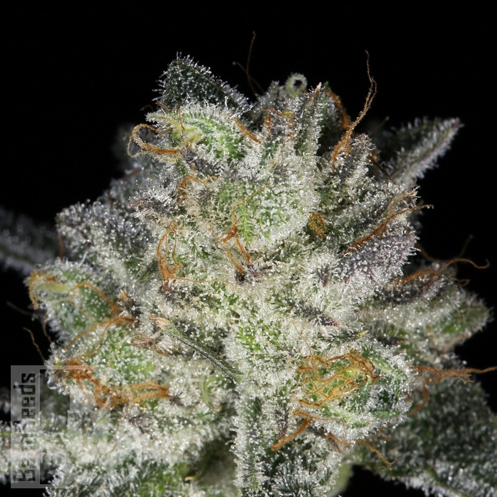 Семена ганжа  Snow Ryder feminised Ganja Seeds