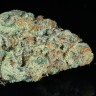 Семена ганжа  Snow Ryder feminised Ganja Seeds