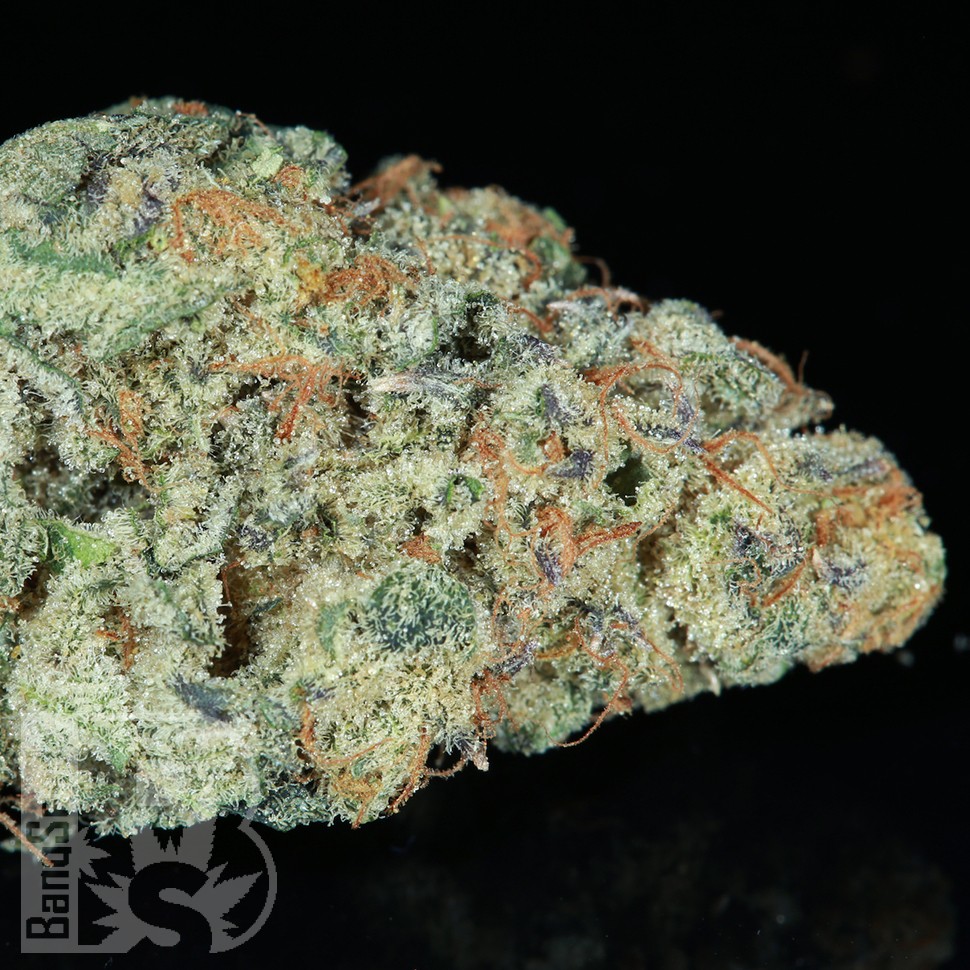 Семена ганжа  Snow Ryder feminised Ganja Seeds