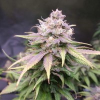 Jack Hammer feminised Victory Seeds