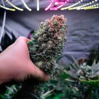 Glueberry O.G. feminised Ganja Seeds
