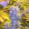 Семена ганжа  Auto Northern Lights regular Ganja Seeds