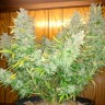 Семена ганжа  Auto Northern Lights regular Ganja Seeds
