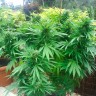 Семена ганжа  Auto Northern Lights regular Ganja Seeds
