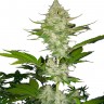 Auto Candy Kush feminised Ganja Seeds
