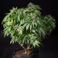 Sour Mango feminised Ganja Seeds