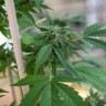 Семена конопли  Sour Mango feminised Ganja Seeds