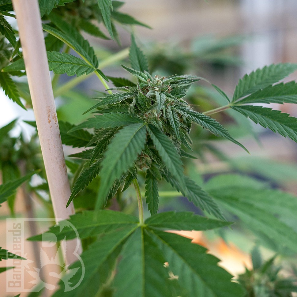 Семена конопли  Sour Mango feminised Ganja Seeds