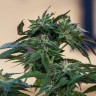 Семена конопли  Sour Mango feminised Ganja Seeds