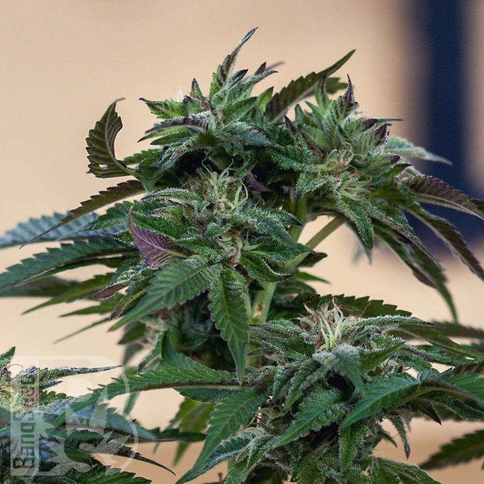 Семена конопли  Sour Mango feminised Ganja Seeds