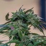 Семена конопли  Sour Mango feminised Ganja Seeds