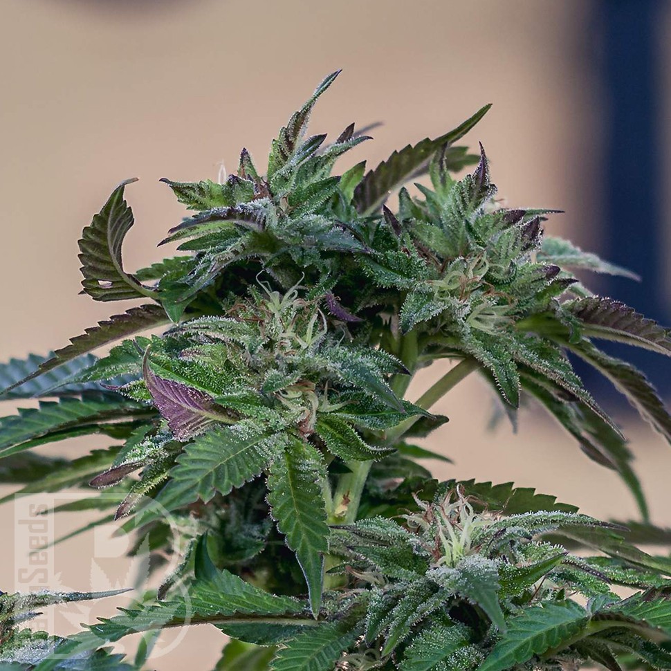 Семена конопли  Sour Mango feminised Ganja Seeds