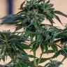 Семена конопли  Sour Mango feminised Ganja Seeds
