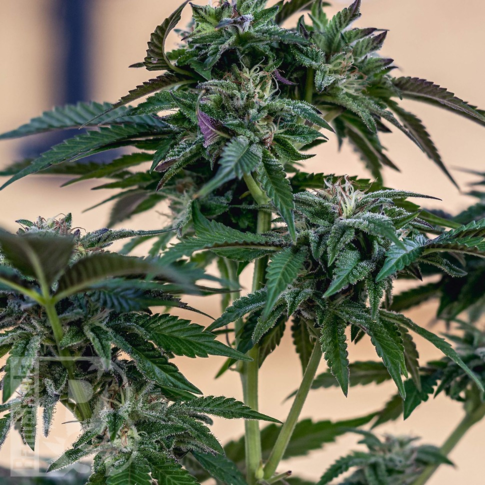 Семена конопли  Sour Mango feminised Ganja Seeds