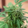 Семена конопли  Sour Mango feminised Ganja Seeds