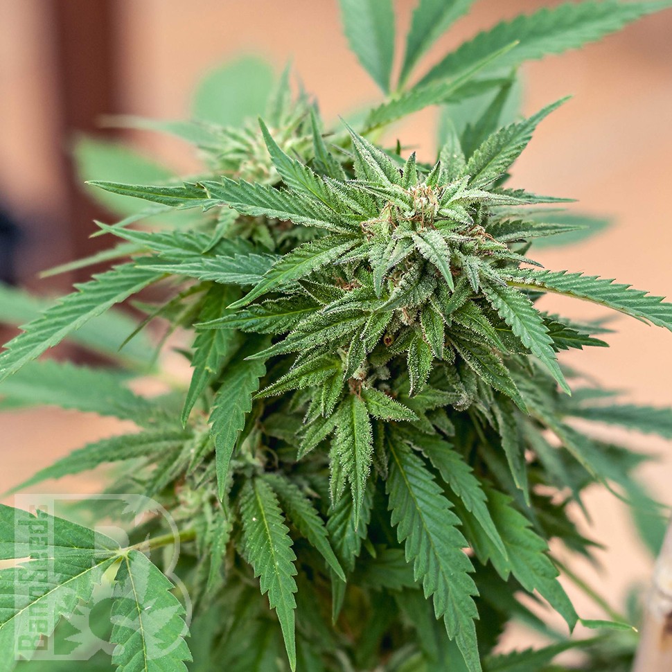 Семена конопли  Sour Mango feminised Ganja Seeds