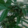 Семена конопли  Sour Mango feminised Ganja Seeds