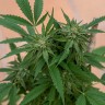 Семена конопли  Sour Mango feminised Ganja Seeds