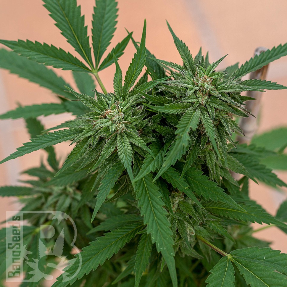 Семена конопли  Sour Mango feminised Ganja Seeds