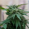 Семена конопли  Sour Mango feminised Ganja Seeds