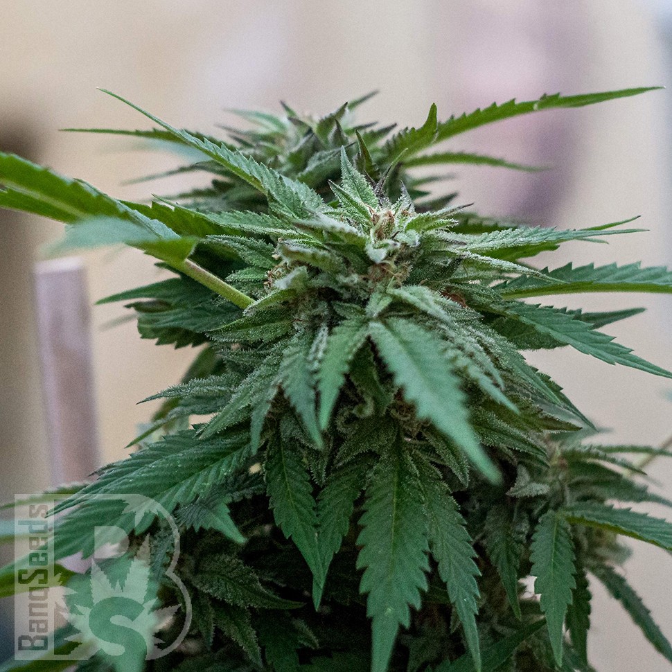 Семена конопли  Sour Mango feminised Ganja Seeds