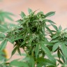 Семена конопли  Sour Mango feminised Ganja Seeds
